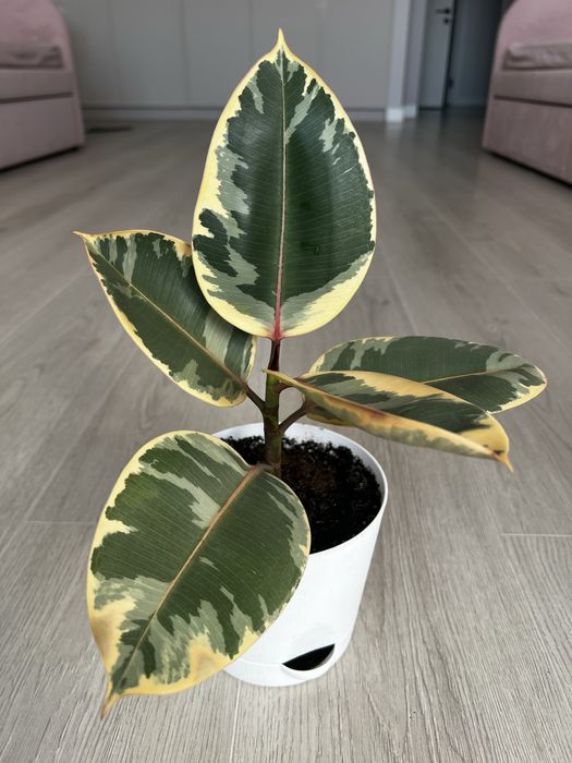 Продам комнатные цветы