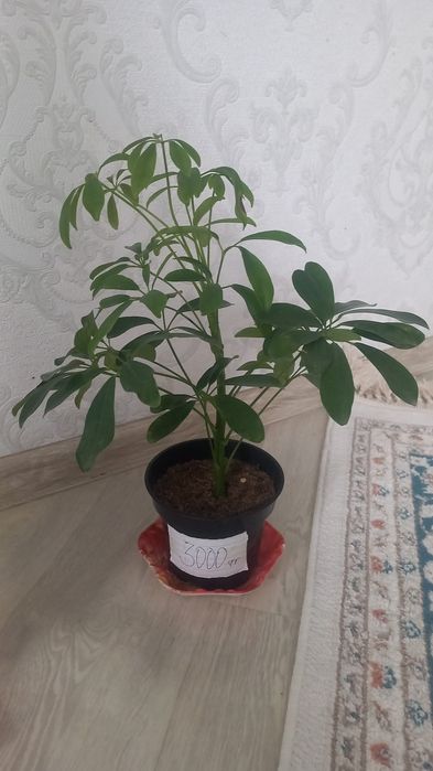 Комнатние растения