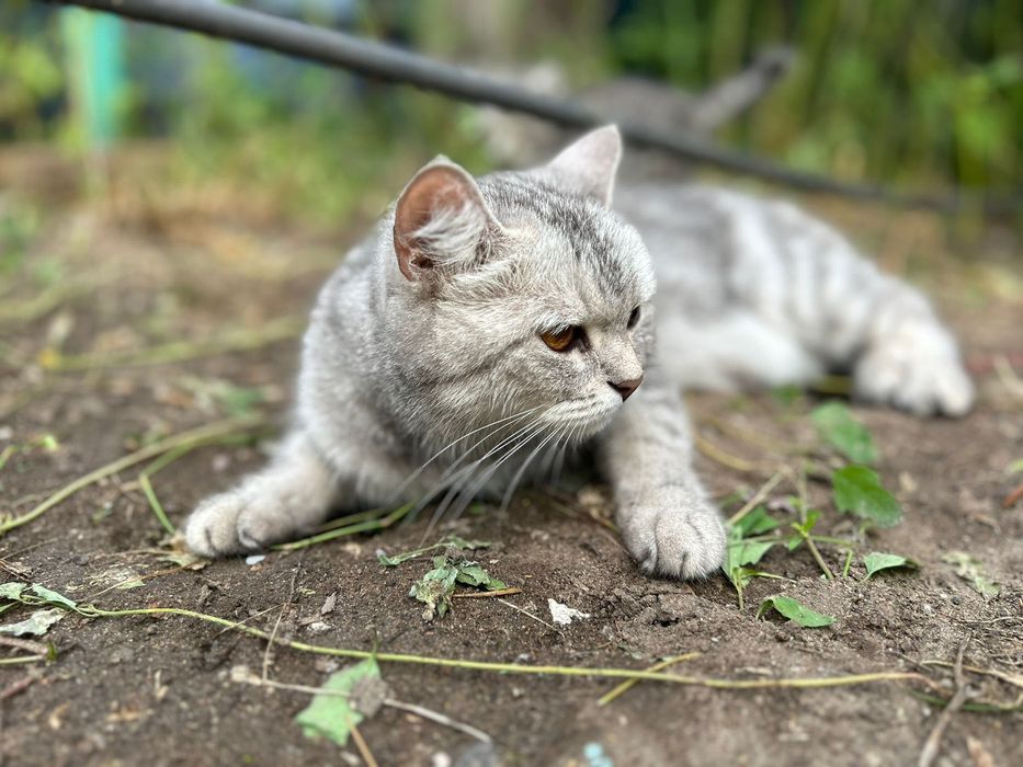 Котята британки короткошерстной
