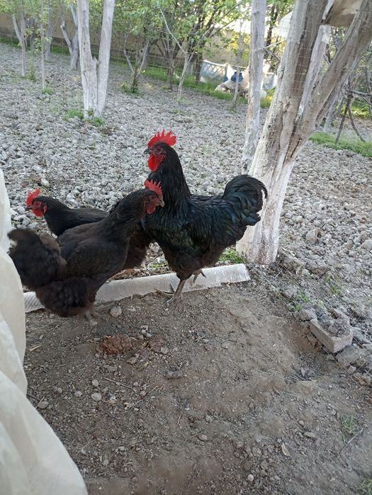 Qora Shaxzoda tuxumlari