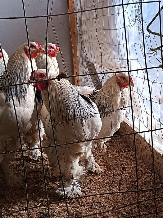 Vând Cocoși Brahma  serie tananara