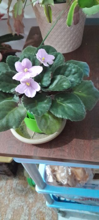 Комнатные цветочки