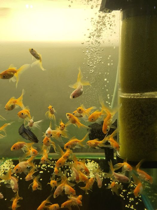 Продам золотых рыбок