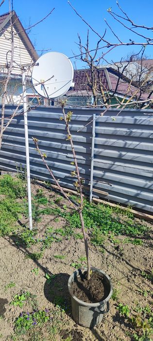 Продам  два саженца   черешни