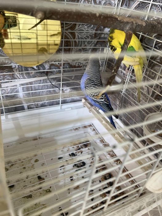 Продам попугая.