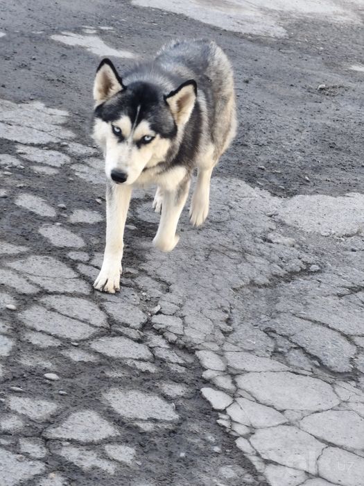 Srochni sotiladi bugun ertaga Xaski .Haski  it sibirskiy xaski qiz bol