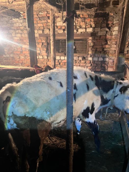 Продам 7 бычков!!!