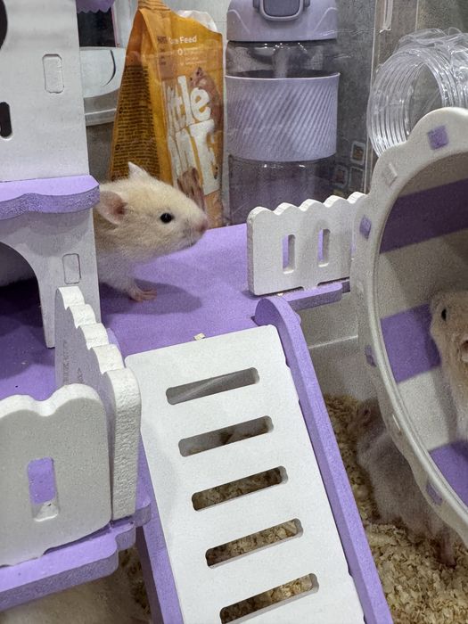 Отдам даром хомячков