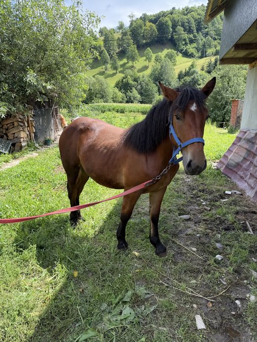 Manza de 1 an de Vanzare!