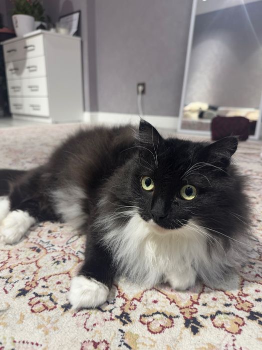 Отдам кота в хорошие руки