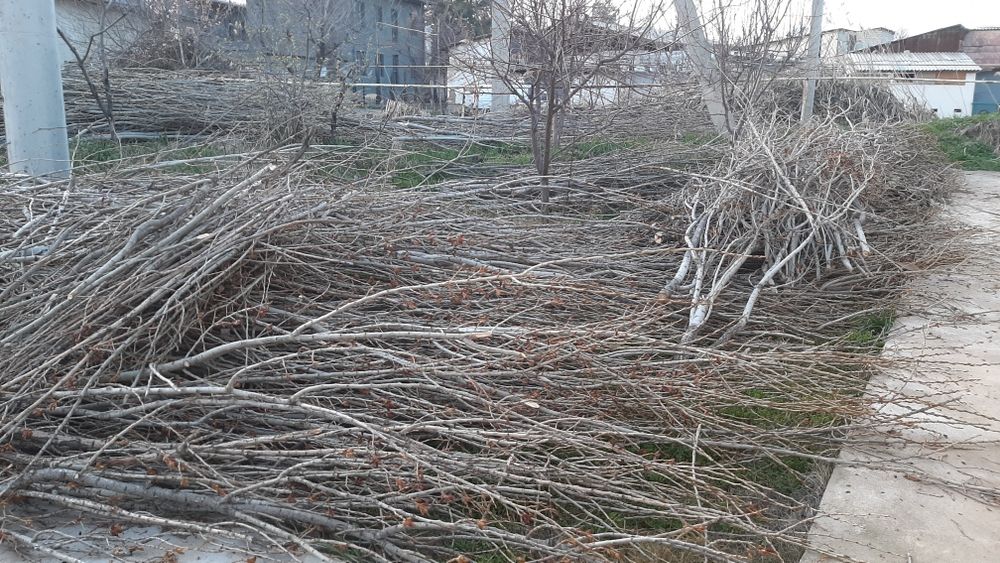 Утин сотилади. Терак шохлари.