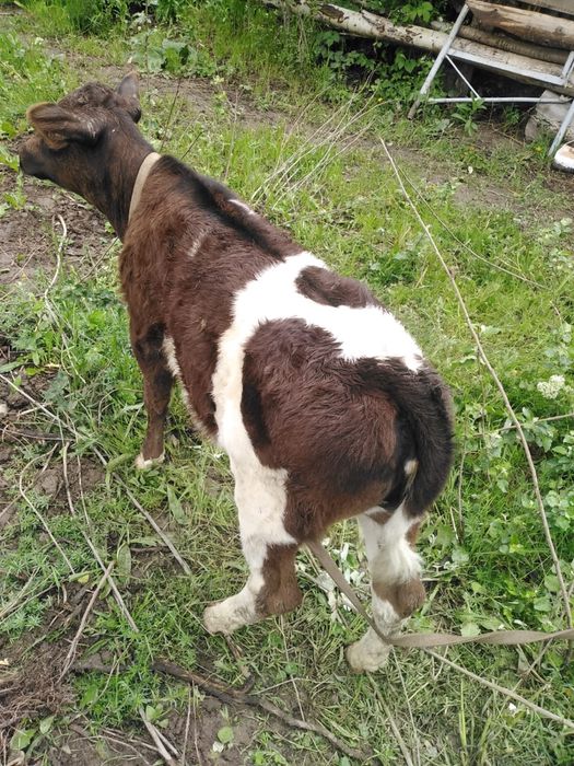 Бузаулы сиыр сатылады