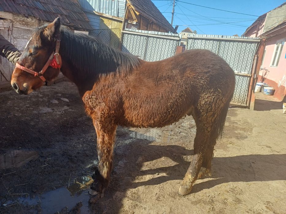 Armăsar de vanzare schimb și manza