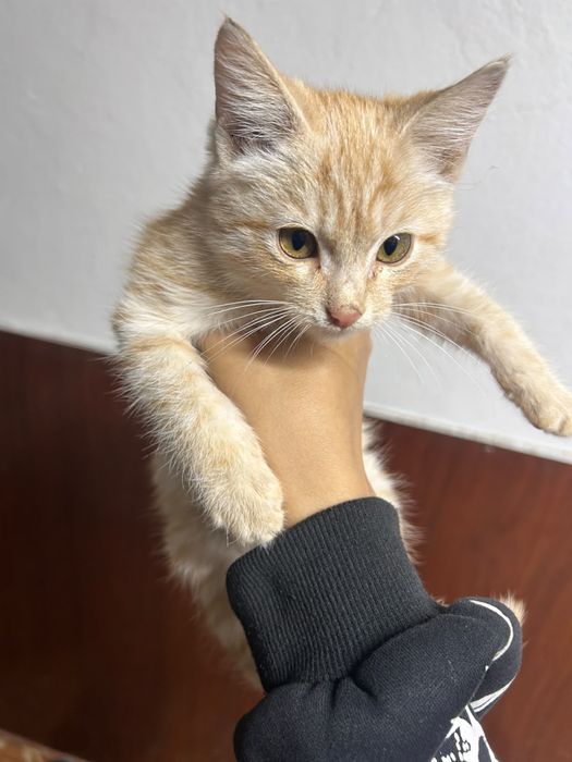 Отдадим в добрые руки котенка