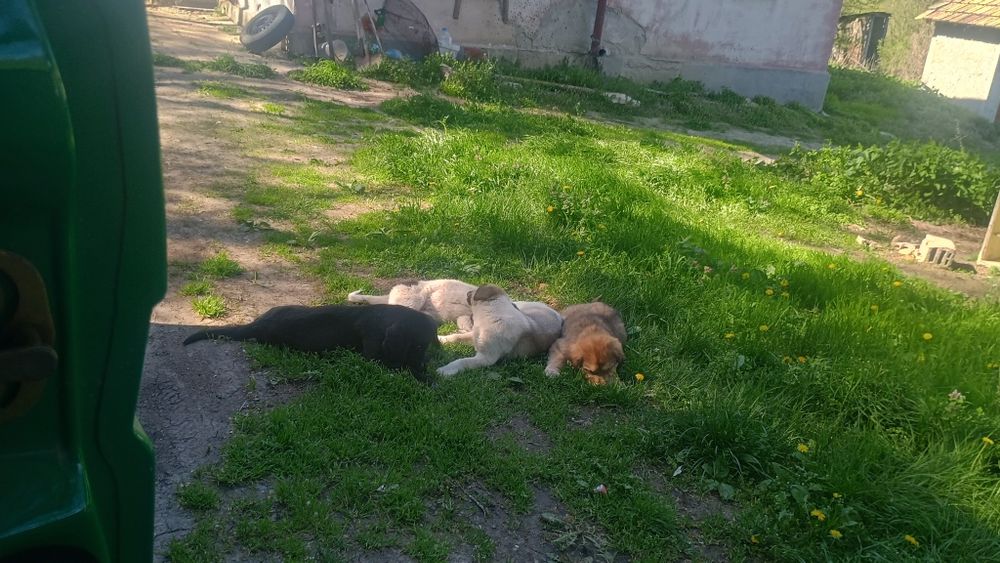 Подаряват се Каракачанки