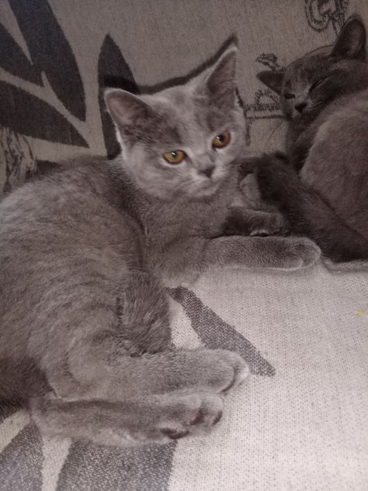 Скоттиш Страйт девочка и мальчик