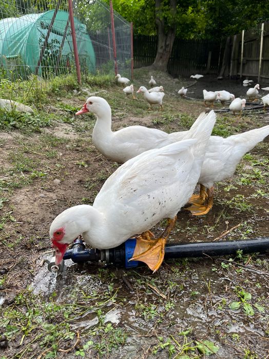 Vindem Rațe și Gâște