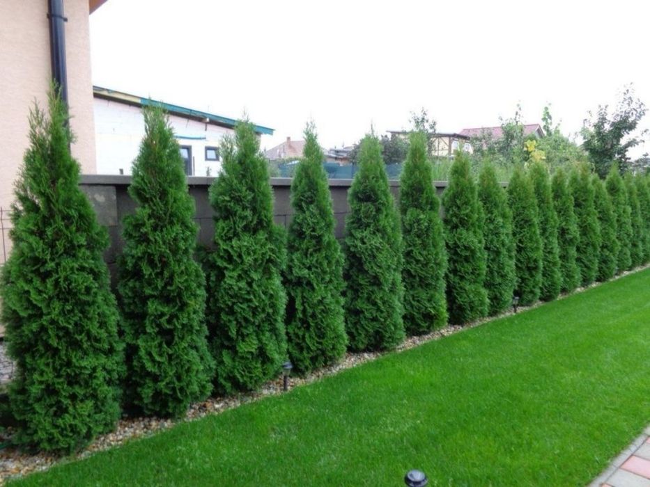 Туя смарагд