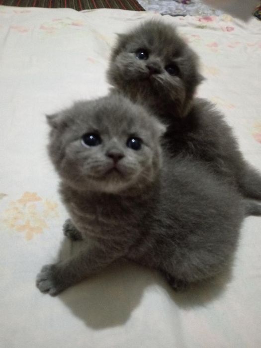 Котята Шотландской породы Вислоухие