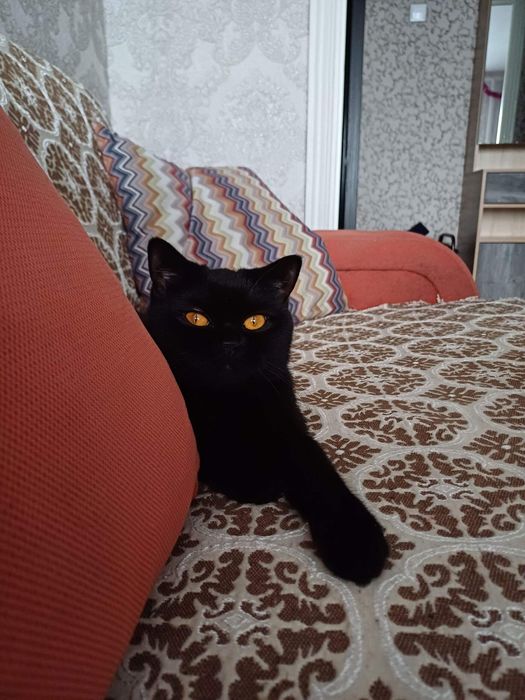 Черный котик с документами