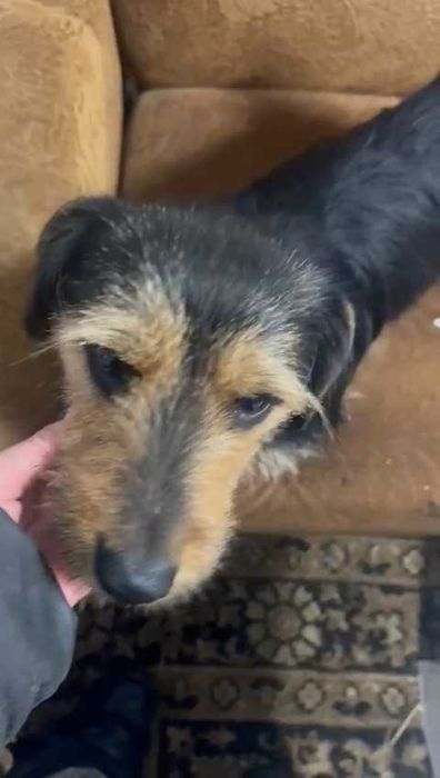 Ищем ответственных хозяев!