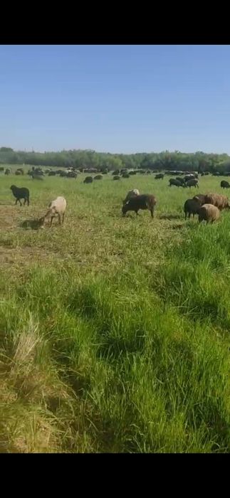 Продам бараны и козы