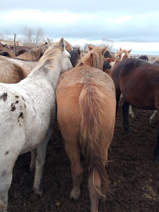 Продаются лошади разных возрастов