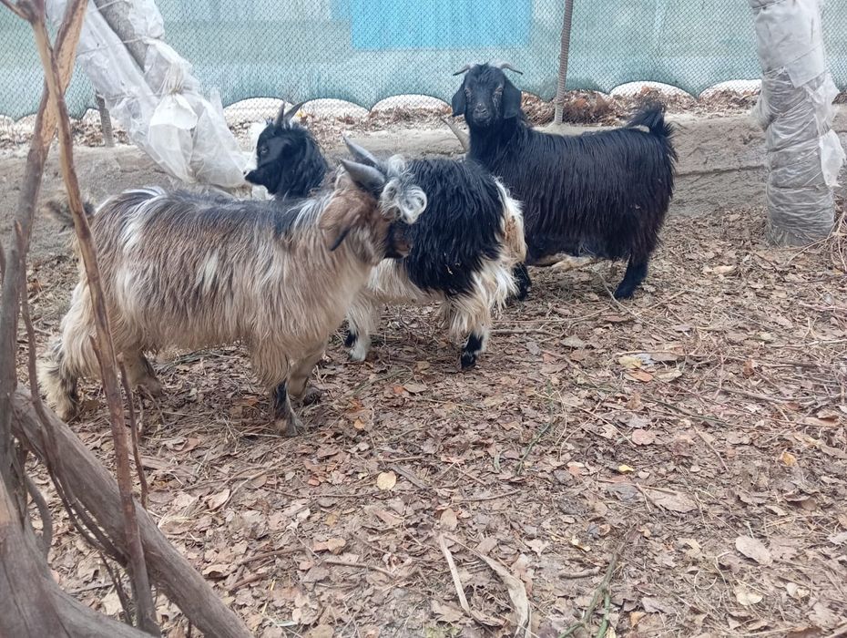 Эчки сотилади ейиши яхши соглом