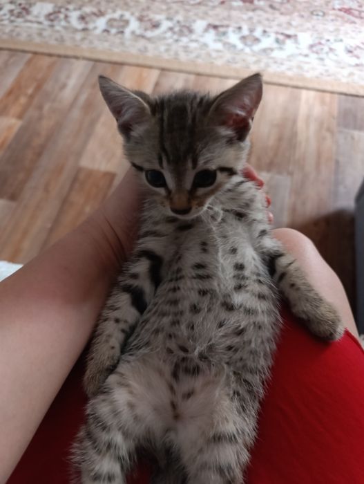 Котенок ищет любящую семью, мальчик!