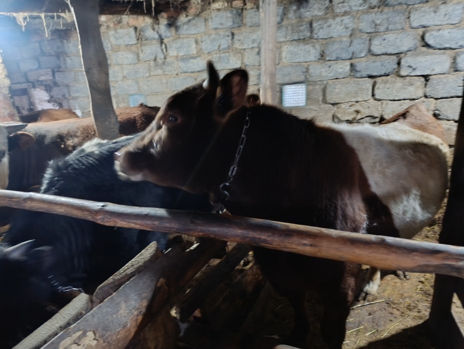 Продам годовалый бычков