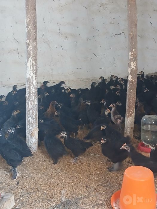 Andijon qora tovuq jo‘jalari hamma vaksinalari bo‘lgan