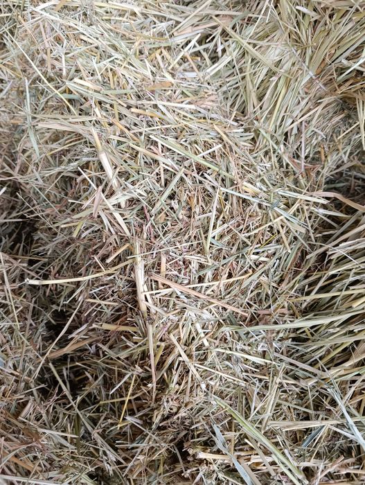 Суданская трава.