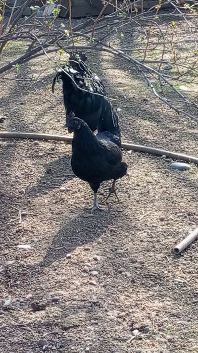 Uxayel tovuqlarning tuxumlari