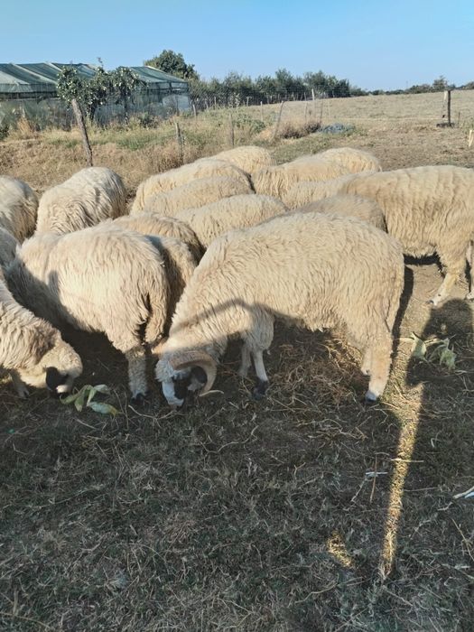 Vând 15 oi țurcane tinere  și 2 berbeci