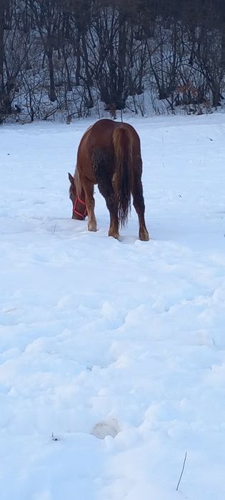 Manza de un an pe doi