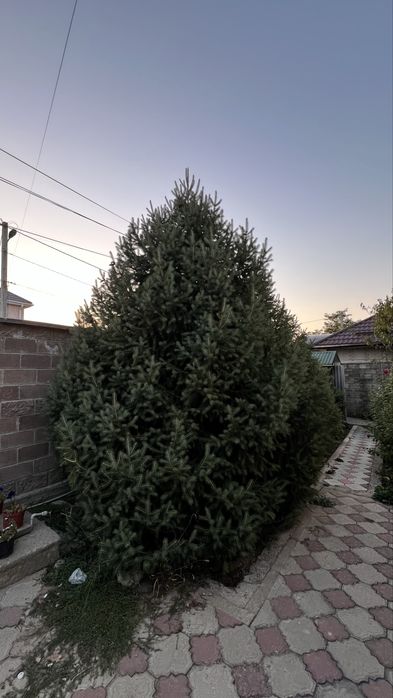 Продам живые  ели