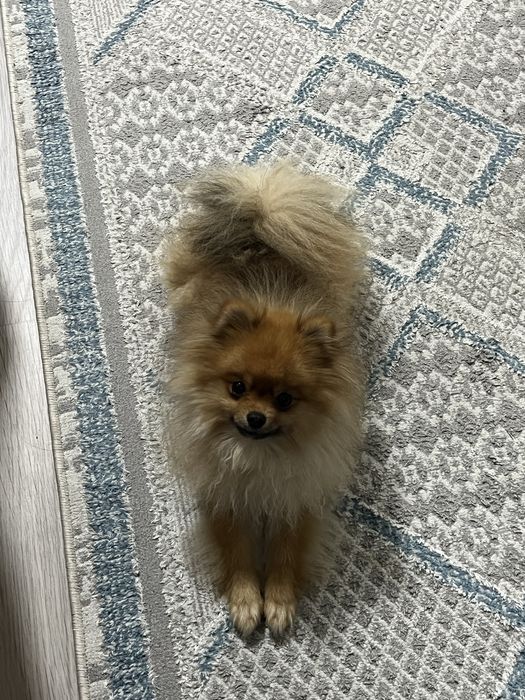 Щпиц 10 месяцев мальчик