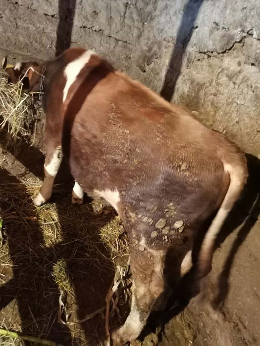 De vânzare tauras 5luni bun de crescut