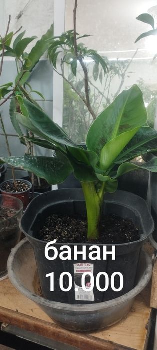Комнатные растения
