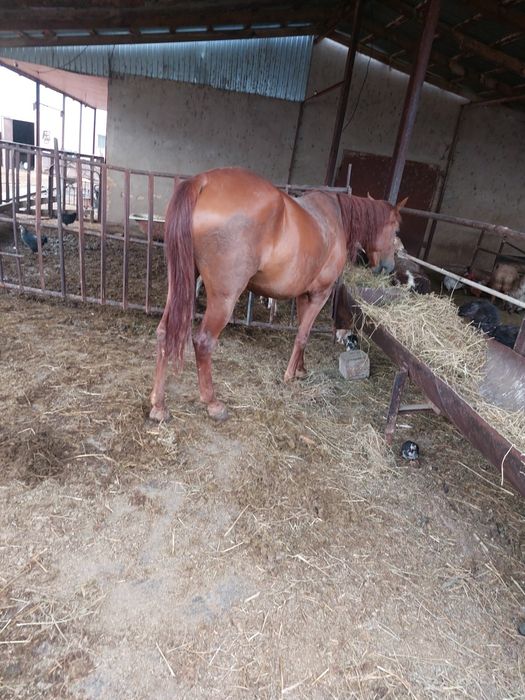 Продам жиребую лошадь