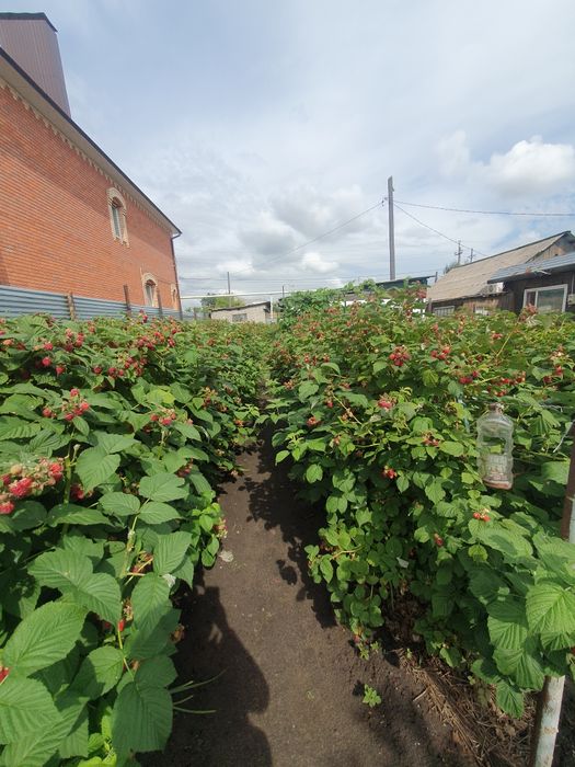 Малина свежемороженная без ГМО