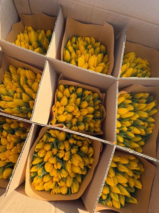 Тюльпаны по 650 тенге