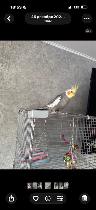 продам попугая корелла с клеткой