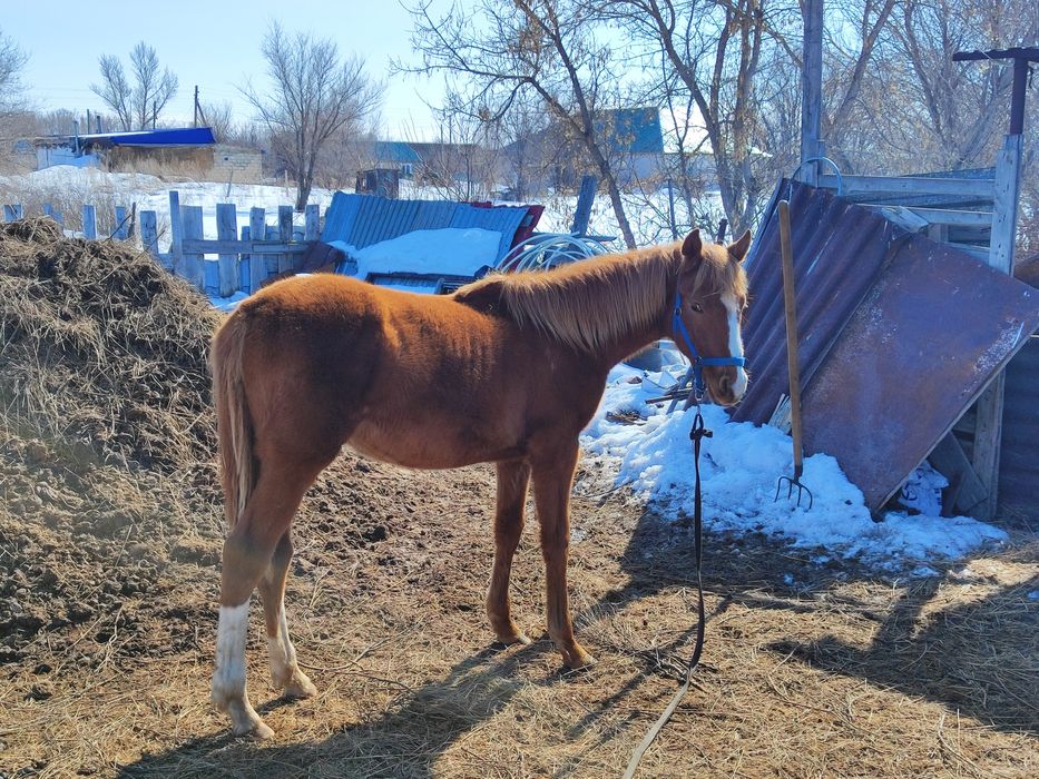 Данчак тай сатылады