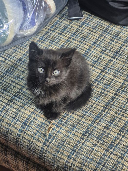Отдам даром котят