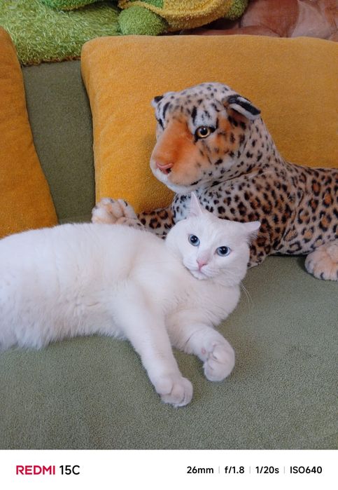 Отдам  даром кота