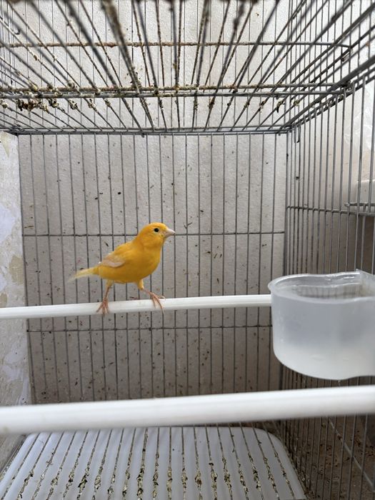 Канарейка поюшый молодой самец 10-месяцов