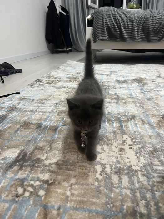 Котенок  британка