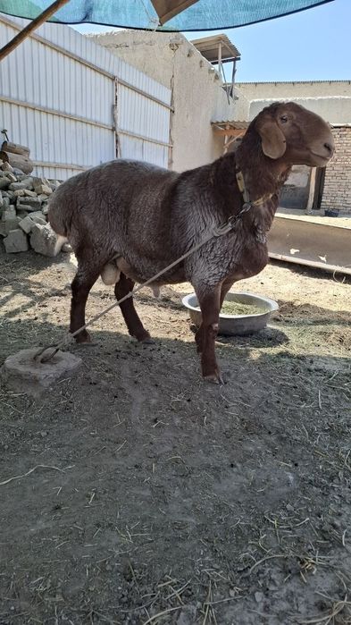 Arashan qóchqor sotiladi 2 yosh