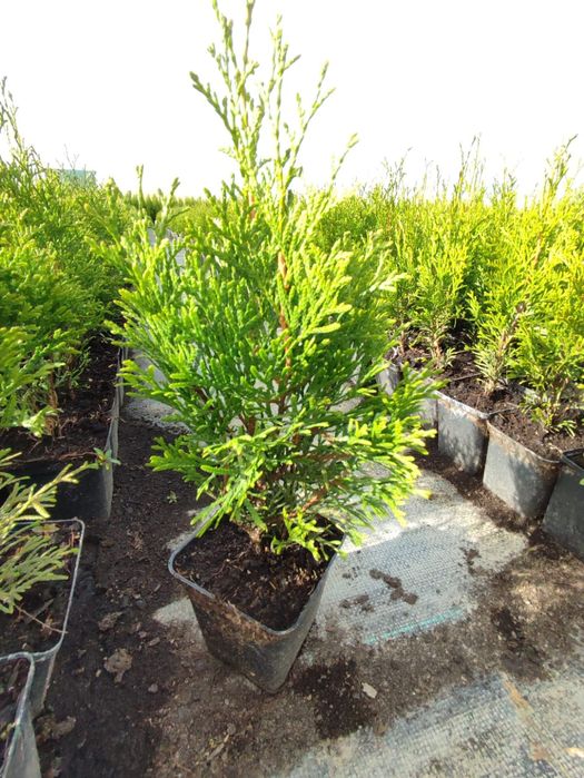 Tuia direct de la producator